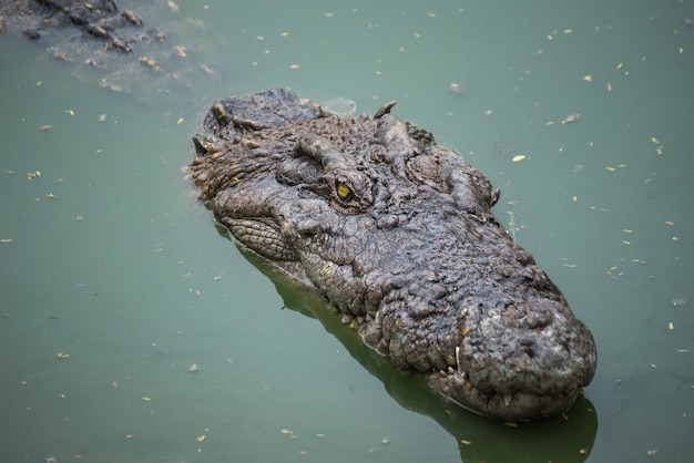 crocodile dans le lac de l&#39;eau