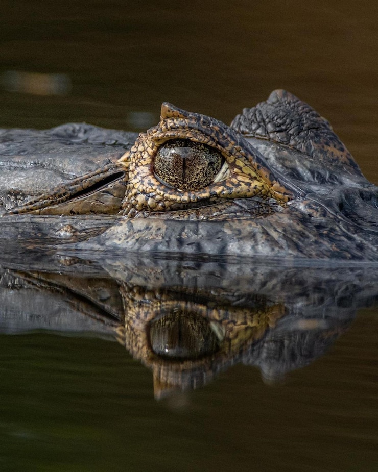 Photo le crocodile dans le lac