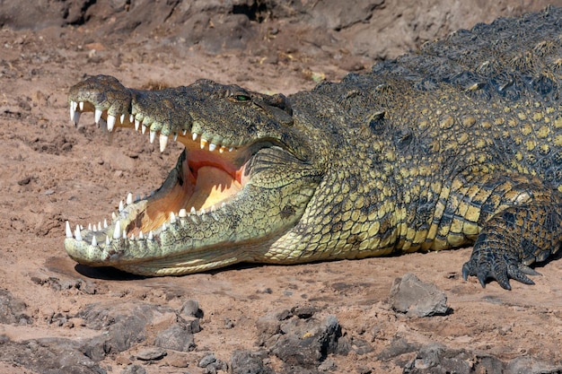 Crocodile du Nil Botswana