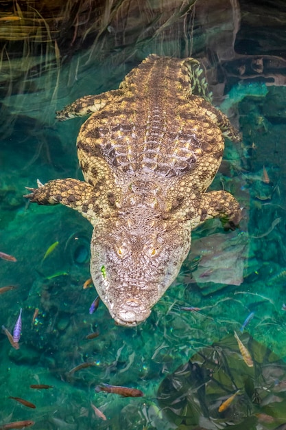 Photo le crocodile du nil