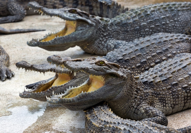 Le crocodile d'eau douce a ouvert la bouche à la ferme