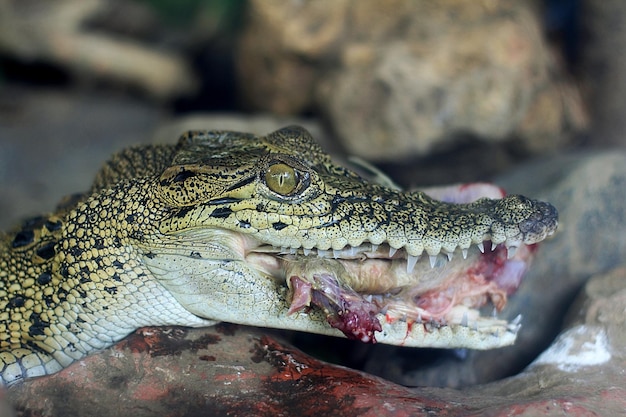 Crocodile d'eau salée mangeant du poulet