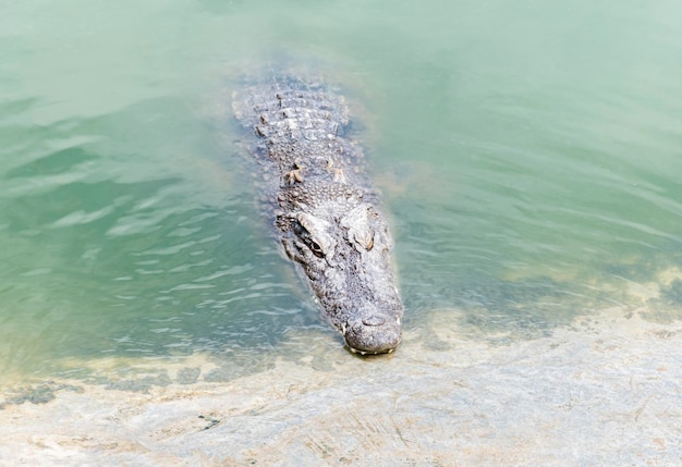 Crocodile d'eau salée se cachant dans la rivière