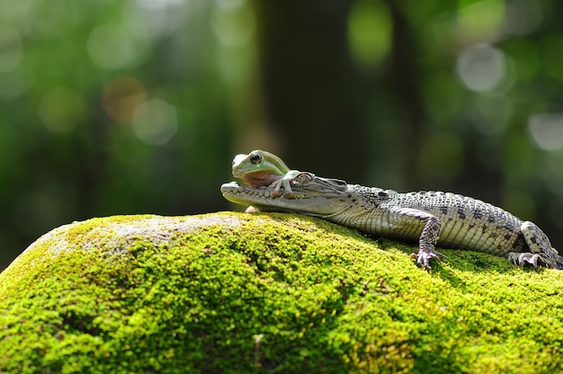 Crocodile Et Grenouille Sur Crocodile De Roche Moussu Avec Grenouille