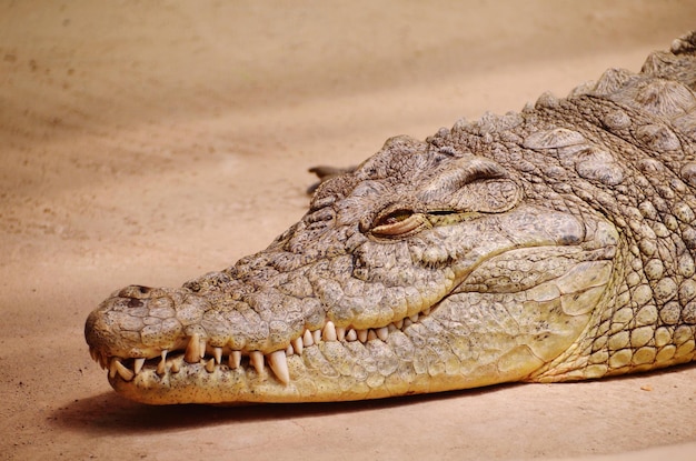 Un crocodile en gros plan au zoo