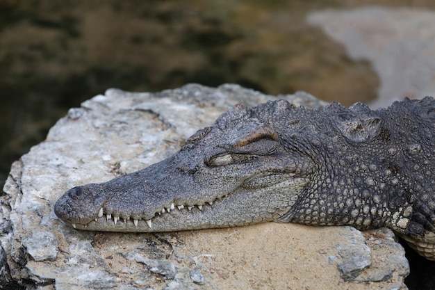 Le crocodile en gros plan est la tête de spectacle d'action dans le jardin