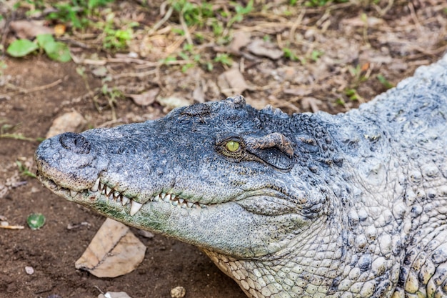 Un crocodile à gueule ouverte