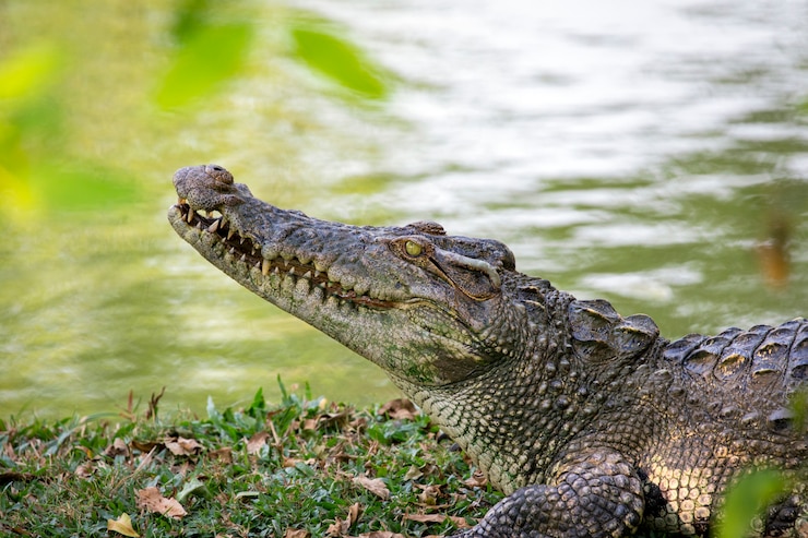 Photo crocodile sur l'herbe