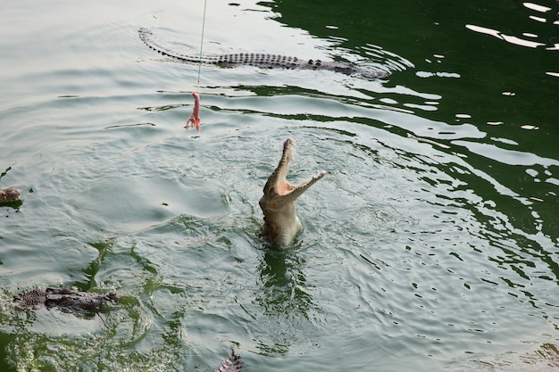 Crocodile mangeant des proies dans le zoo de Sriayuthaya Lion Park focus sélectif