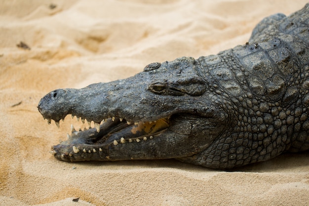 Crocodile marchant sur le sable