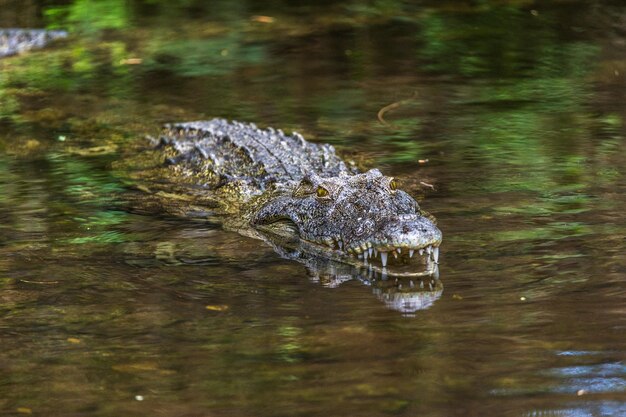 Un crocodile nageant dans l'eau