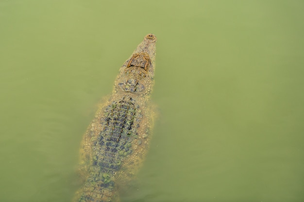 Crocodile Nageant Dans L'eau