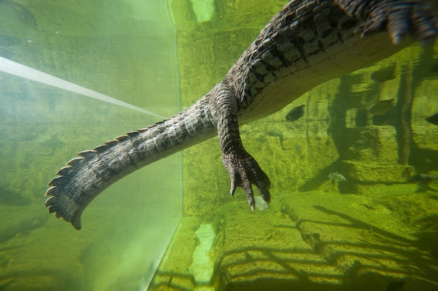 Crocodile nageant dans l&#39;eau