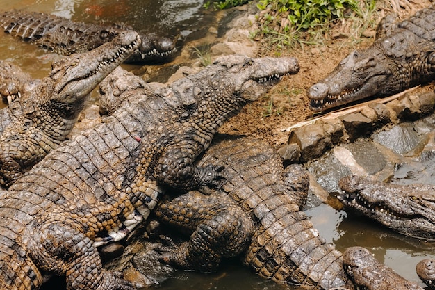 Crocodile Park sur l'île Maurice La Vanilla Nature ParkCrocodiles