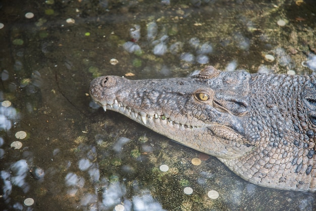 Photo crocodile préhistorique amphibien en ferme