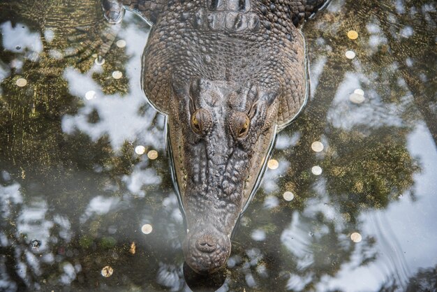 Crocodile préhistorique amphibien en ferme