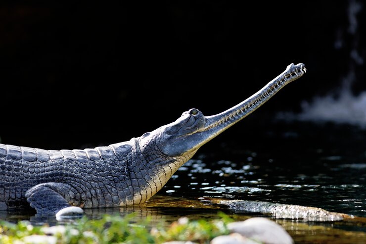 Photo crocodile reposant un côté d'un lac
