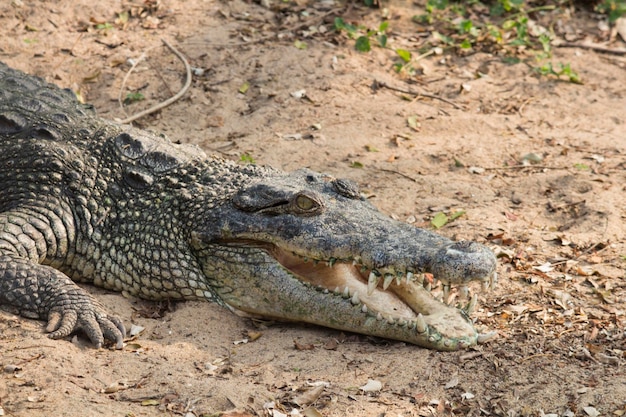 Crocodile sur une rive du lac bouche ouverte