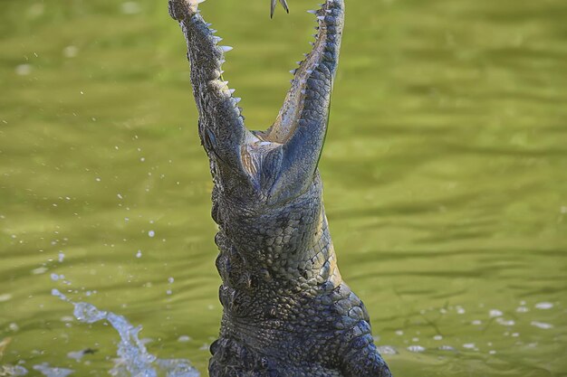 crocodile sauvage dans la rivière, alligator dans le marais, tête de prédateur de la faune