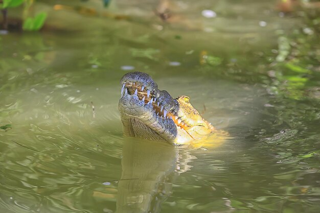 crocodile sauvage dans la rivière, alligator dans le marais, tête de prédateur de la faune