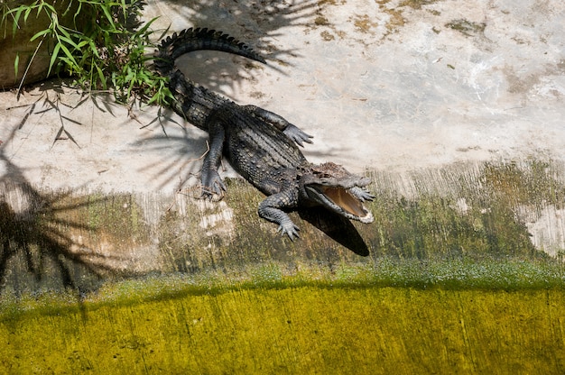 Photo un crocodile se prélasse sur la terre ferme à l'ombre des palmiers