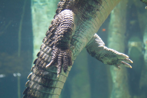 Crocodile sous la rivière