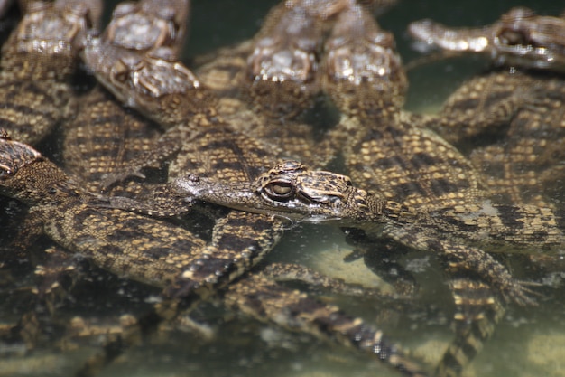 Photo crocodile avec la tête hors de l'eau.
