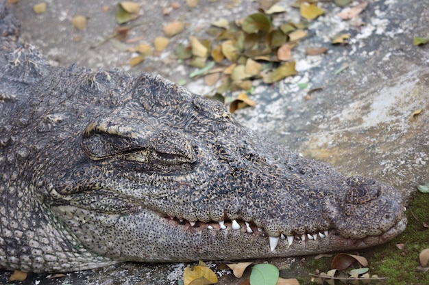 Un crocodile thaïlandais endormi se couche près d&#39;un étang naturel.