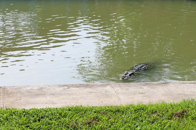 Le crocodile thaïlandais nageant sur la rivière près du canal