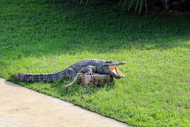 Le crocodile thaïlandais repose sur le jardin