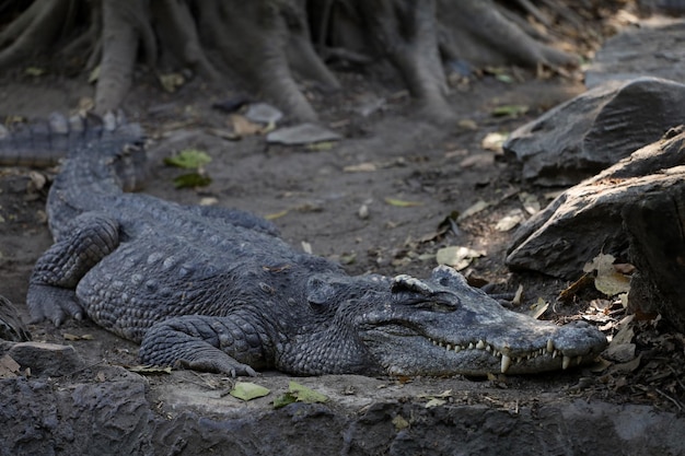 Le crocodile thaïlandais repose sur le jardin