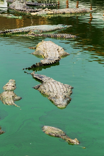 Crocodile En Thaïlande