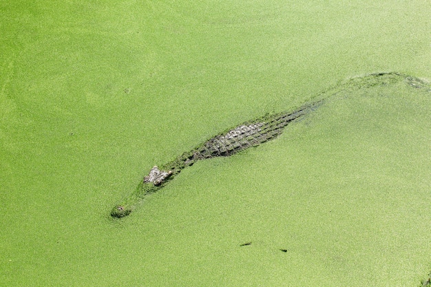 crocodile en Thaïlande