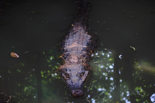 Un crocodile trempé dans le lac