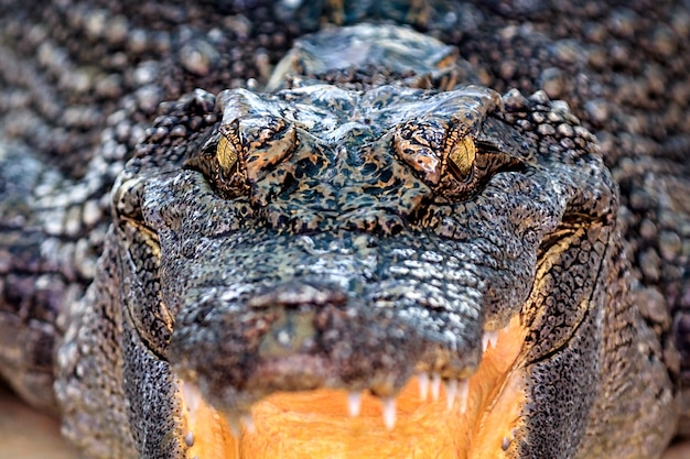 Photo crocodile