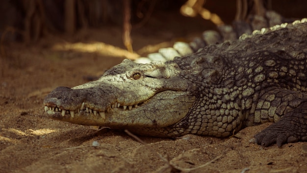 Photo crocodile