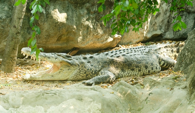 Crocodile