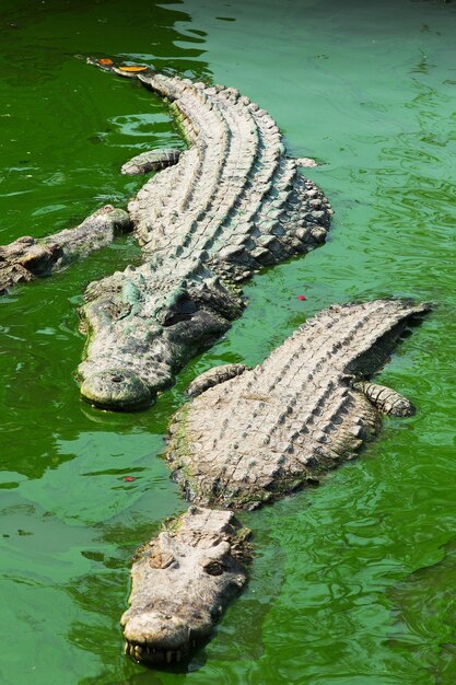 Crocodile