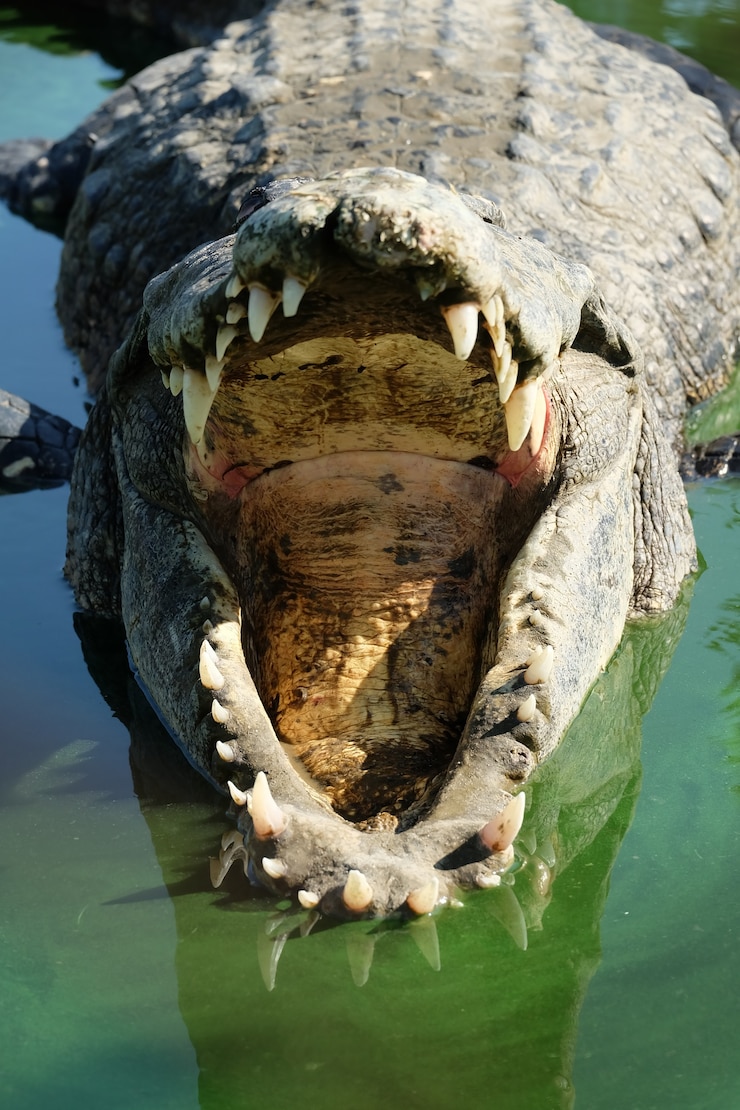 Photo crocodile