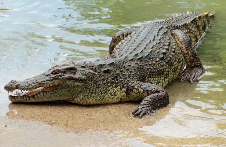 Photo crocodile