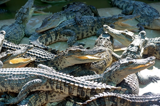 Photo crocodile