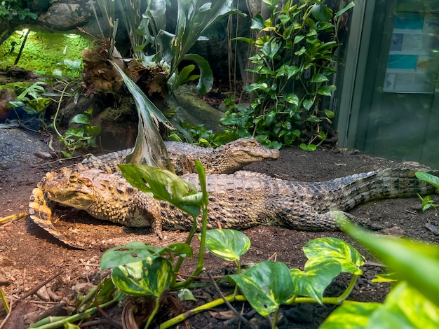 Photo les crocodiles du zoo