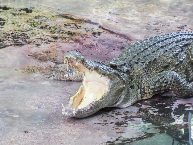 Les crocodiles ouvrent la bouche à la ferme.