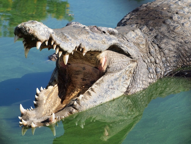 Crocodiles se bouchent en Thaïlande