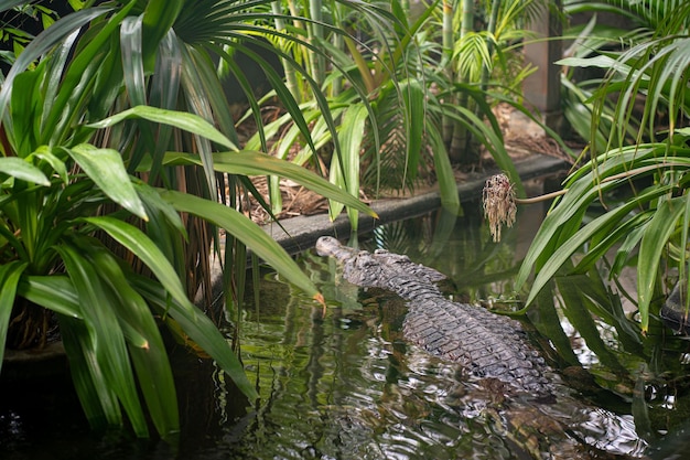 Les crocodiles se prélassent au soleil Les crocodiles dans l'étang La ferme aux crocodiles L'élevage des crocodiles Les dents pointues des crocodiles