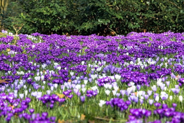 Crocus au printemps fleurissant