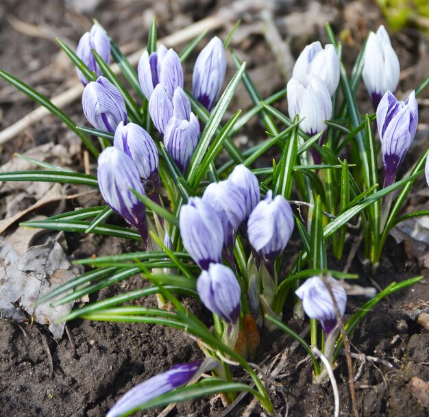 Crocus d'avril