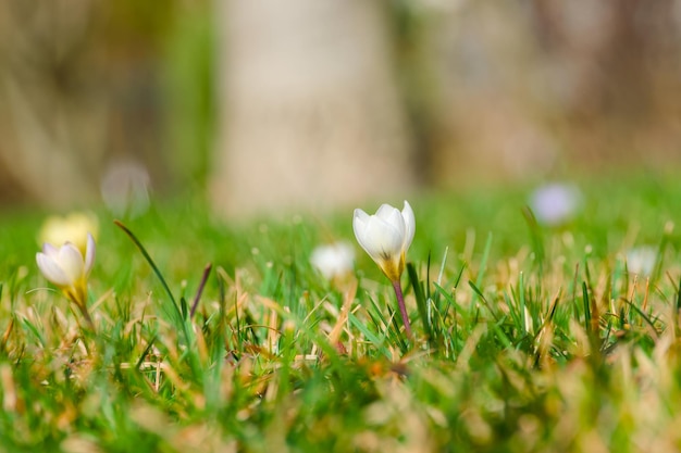 crocus blanc sur une pelouse verte