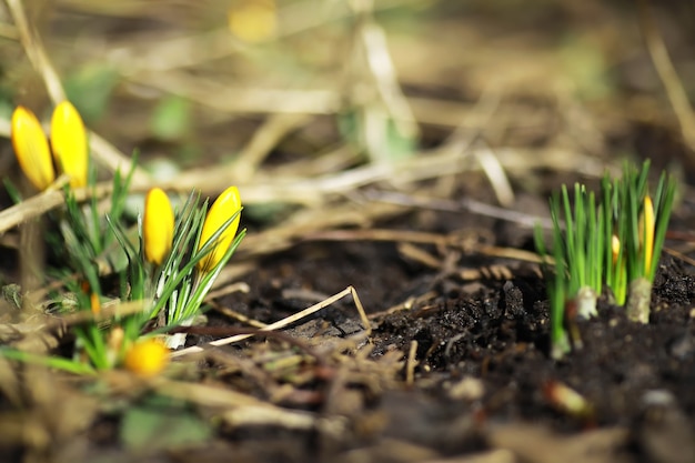 Crocus blancs et jaunes à la campagne au printemps. Fleurs printanières lumineuses. Des plantes fraîches et joyeuses ont fleuri. Les jeunes pousses.