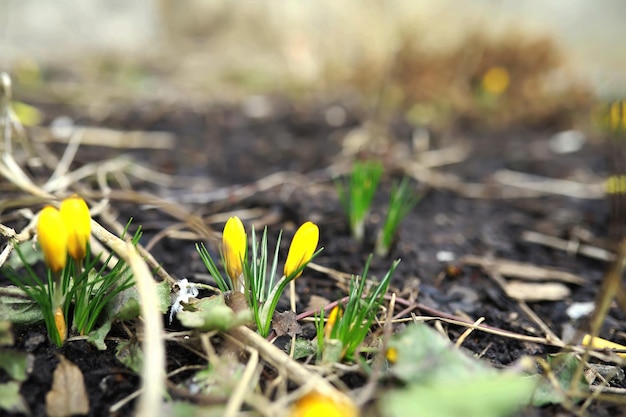 Crocus blancs et jaunes à la campagne au printemps. Fleurs printanières lumineuses. Des plantes fraîches et joyeuses ont fleuri. Les jeunes pousses.